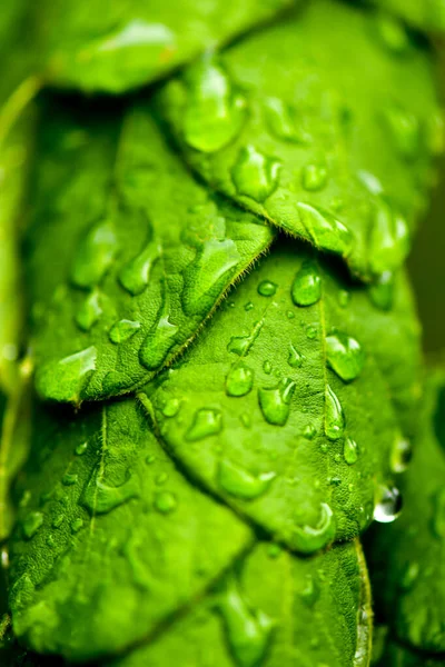 緑の自然水が背景に落ちる Alliphonewallpapers Net ロイヤリティフリーのストック画像