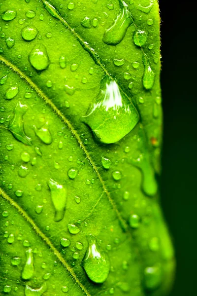 緑の自然水が背景に落ちる Alliphonewallpapers Net ストック画像