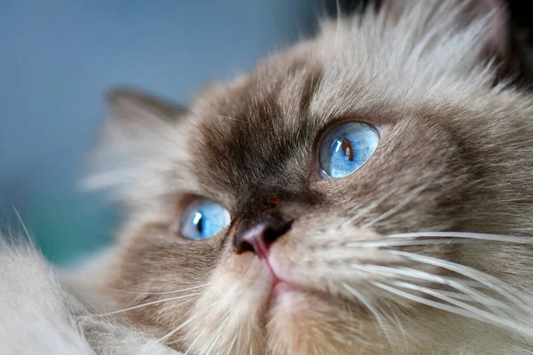 Ragdoll Cat Blue Eyes — Stock Photo, Image