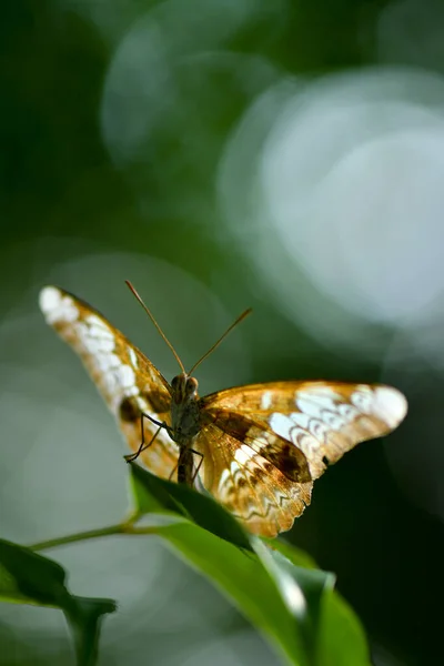 Papillon Brun Motifs Blancs Asie Avec Des Ailes Translucides — Photo