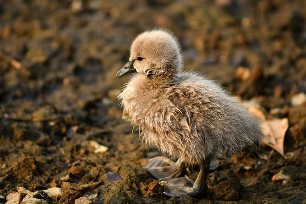 Black swan and cygnet, ugly duckling