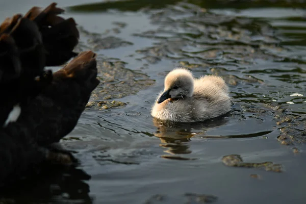 Black swan and cygnet, ugly duckling