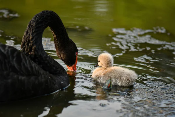 Black Swan Cygnet Ugly Duckling — Stock Photo, Image