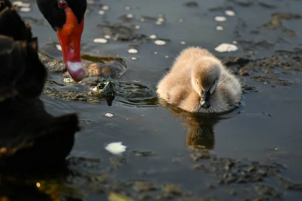 Siyah kuğu ve cygnet, çirkin ördek yavrusu.