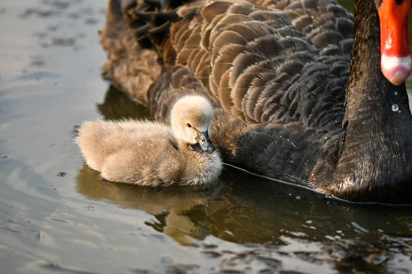 Black swan and cygnet, ugly duckling