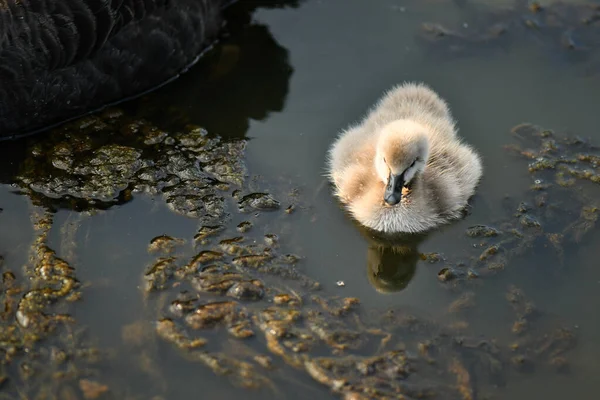Black swan and cygnet, ugly duckling