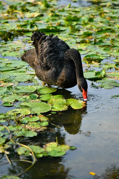 Black Swan Cygnet Ugly Duckling — Stock Photo, Image