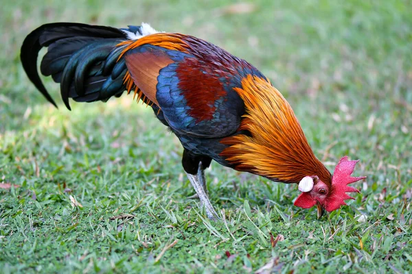 Galo Procura Comida Campo Grama — Fotografia de Stock