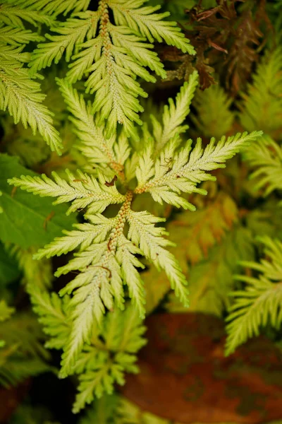 Feuilles Vertes Modèles Nature Pour Fond Papier Peint — Photo