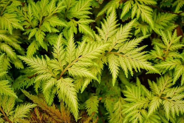 Green Leaves Nature Patterns Background Wallpaper — Stock Photo, Image