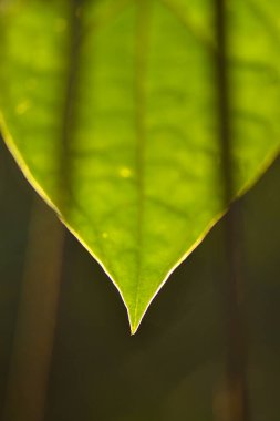 Yeşil, arka plan ve duvar kağıdı için doğa kalıpları bırakır.