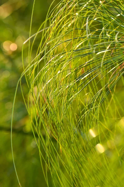 Verde Deja Patrones Naturaleza Para Fondo Papel Pintado —  Fotos de Stock