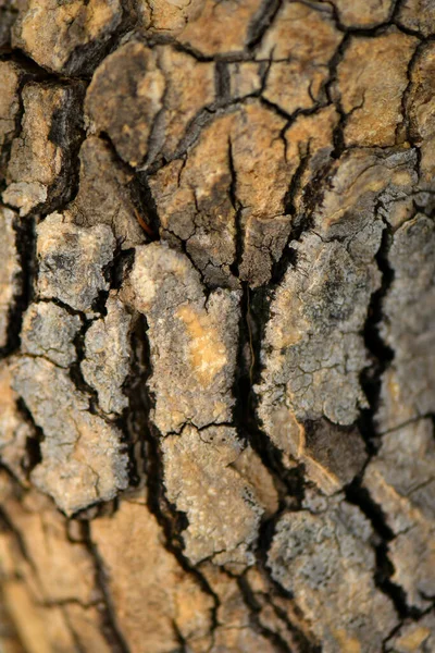 Brown Árvore Natureza Textura Fundo — Fotografia de Stock