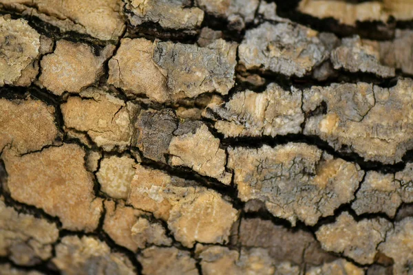 Brunt Träd Natur Struktur Bakgrund — Stockfoto