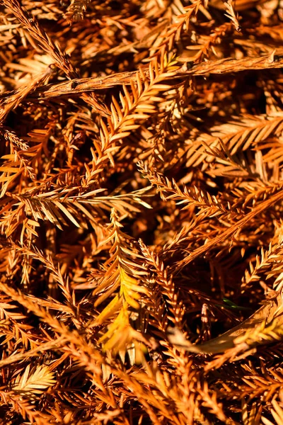 Brunt Träd Natur Struktur Bakgrund — Stockfoto