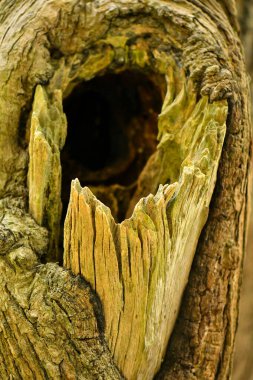 Kahverengi ağaç dokusu arkaplanı