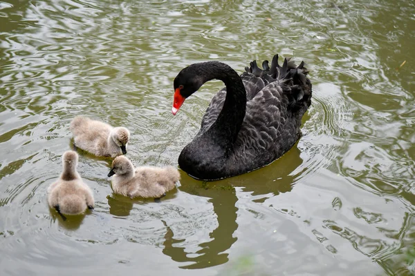 Swan Cygnet Swimming Pond — Stock Photo, Image