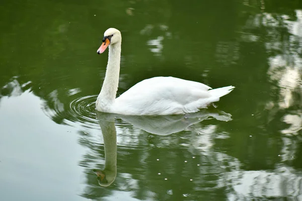 Swan Cygnet Swimming Pond — Stock Photo, Image