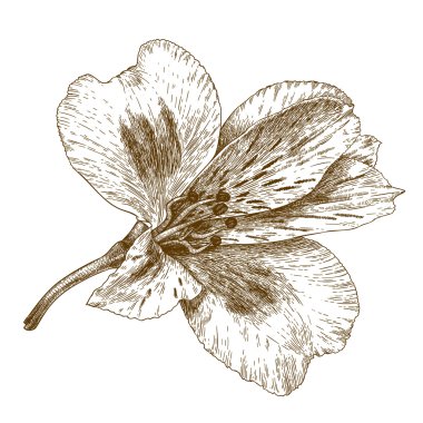 alstroemeria çiçek oyma çizimi