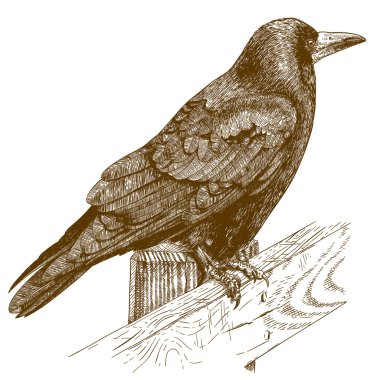 engraving illustration of raven clipart