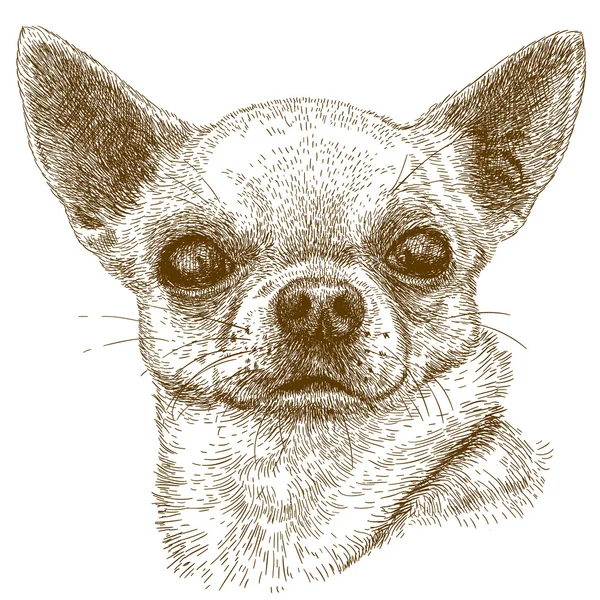 Gravure illustration de chihuahua — Image vectorielle