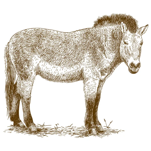 Incisione illustrazione del cavallo di Przewalski — Vettoriale Stock