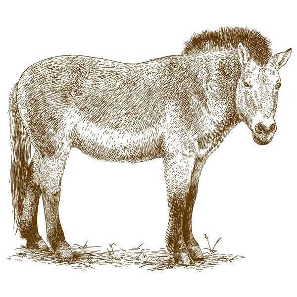 Gravura ilustração de Przewalski cavalo — Vetor de Stock