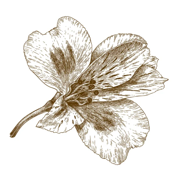 Grabado ilustración de flor de alstroemeria — Vector de stock
