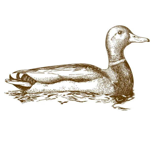 Gravure illustration de canard mullard — Image vectorielle