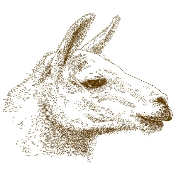 Гравировочная иллюстрация ламы — стоковый вектор