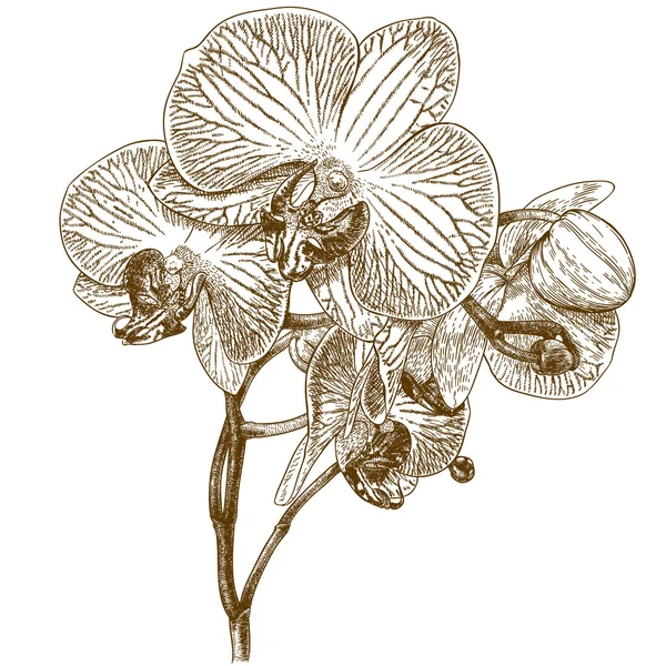 Gravyr illustration av orkidé — Stock vektor