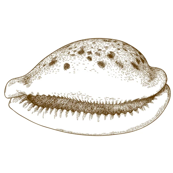 Grabado ilustración de concha marina — Vector de stock
