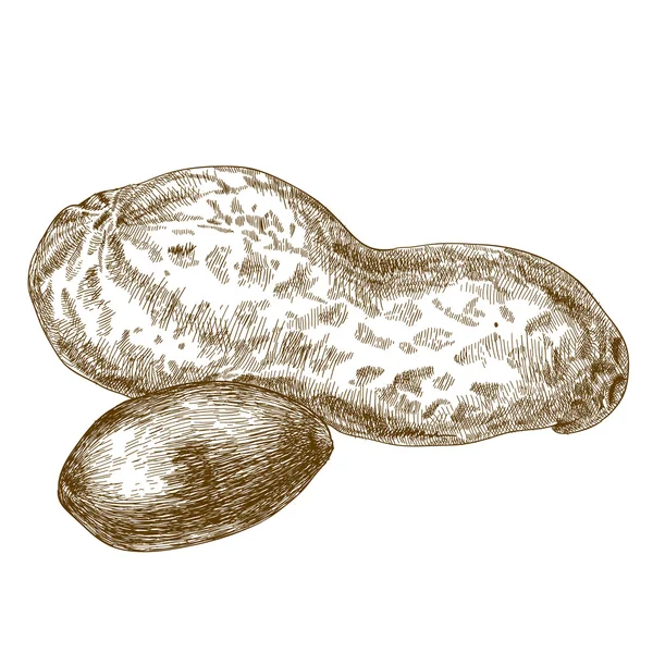 Gravyr illustration av basket jordnötter pod — Stock vektor