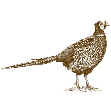 engraving illustration of pheasant clipart