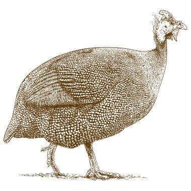 beçtavuğu oyma çizimi