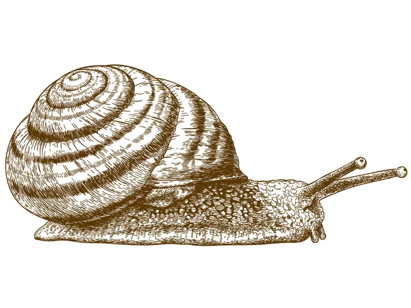 Engraving illustration of snail — Stock Vector
