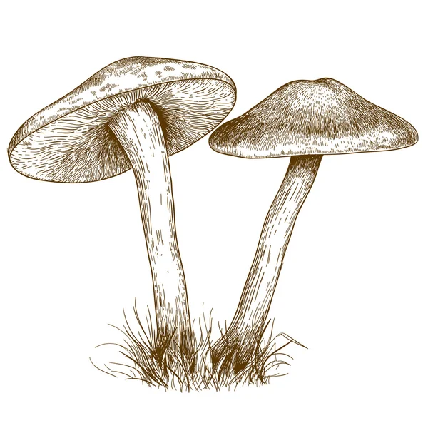 Gravure illustration de deux champignons — Image vectorielle