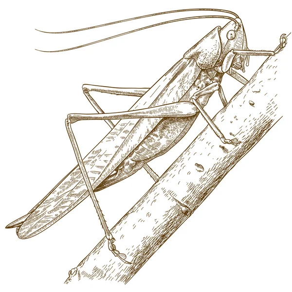 Gravure illustration de sauterelle — Image vectorielle