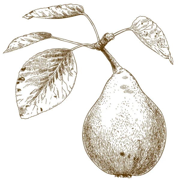 Engraving illustration of pear — Stock Vector