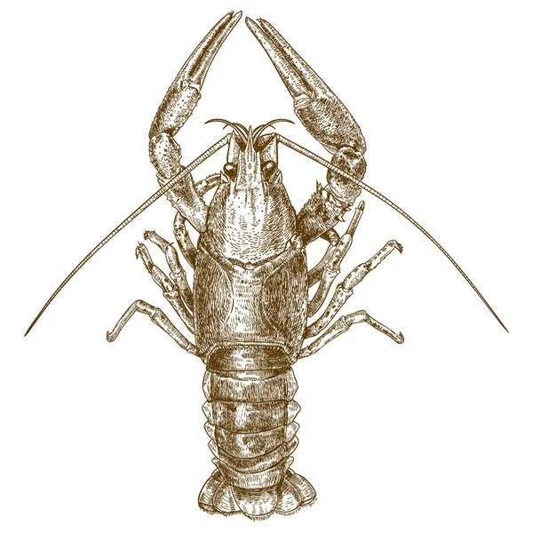 Engraving woodcut illustration of crayfish — Stock Vector