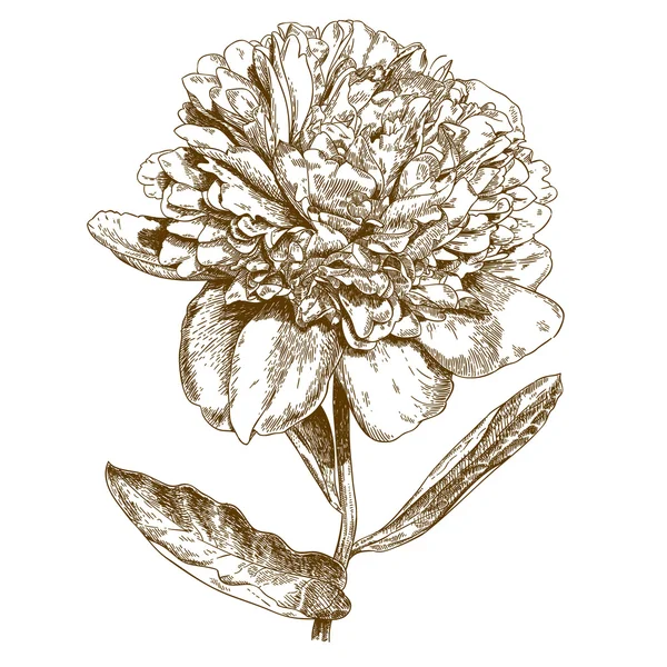 Gravyr illustration av pion blomma — Stock vektor