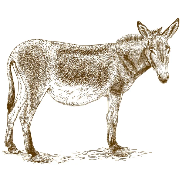 Engraving illustration of donkey — Stock Vector