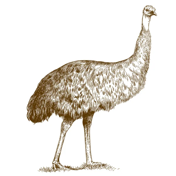 Grawerowanie ilustracja Grawerowanie strusia Emu — Wektor stockowy