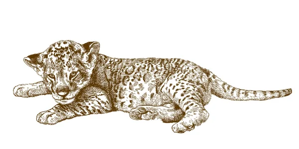 Gravyr antika illustration av lejonungen — Stock vektor