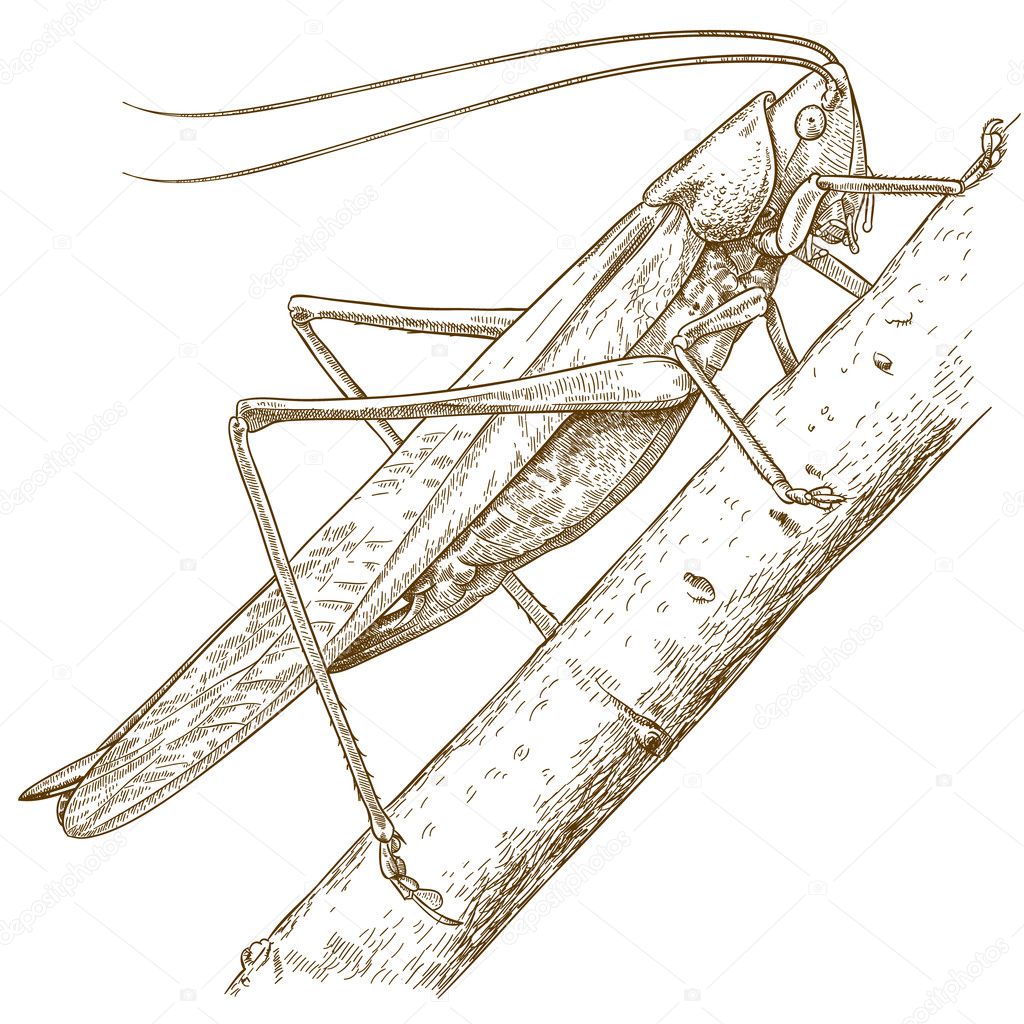 engraving illustration of grasshopper