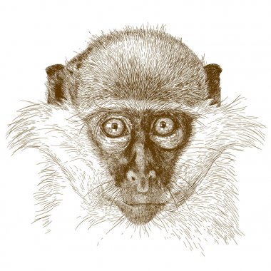 Yeşil maymun namlu oyma çizimi