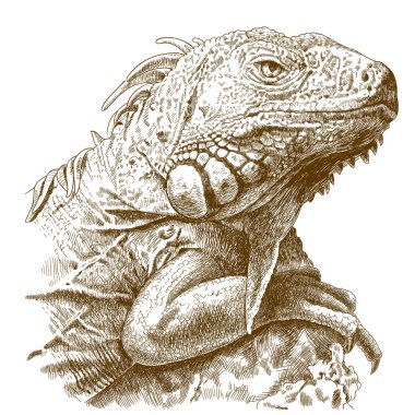 iguana baş gösteren resim oyma