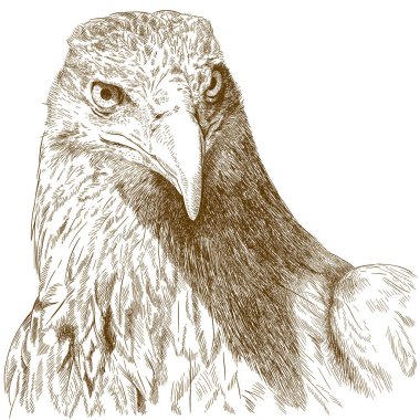 engraving illustration of big eagle head clipart