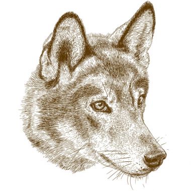 engraving antique illustration of wolf head clipart