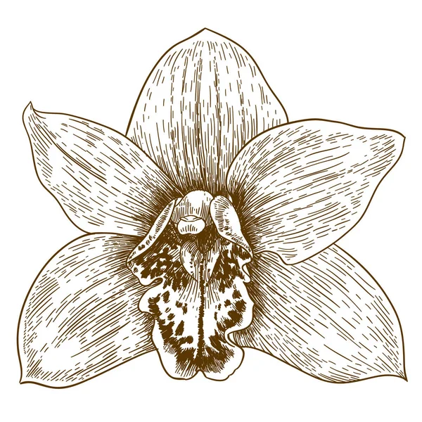 Gravura ilustração de flover de orquídea — Vetor de Stock